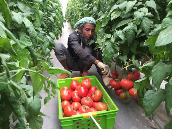 솔트웨어의 스마트팜 사업이 순항하고 있다. 사진은 카타르에서 솔트웨어의 스마트 팜 설비와 기술을 적용해 키운 토마토를 수확하고 있는 모습.