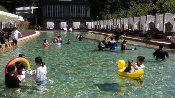 더존비앤씨티가 반려견 동반 수영장 ‘네이처풀’을 내달 1일 개장한다.