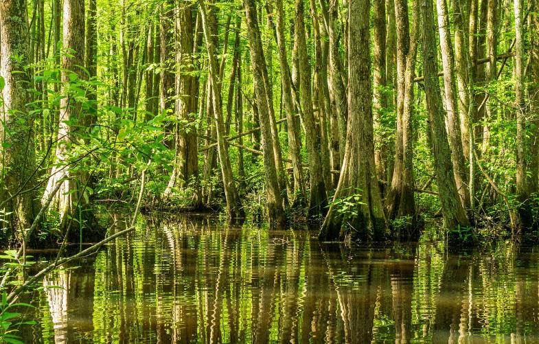 사이프러스 습지. 사진=픽사베이